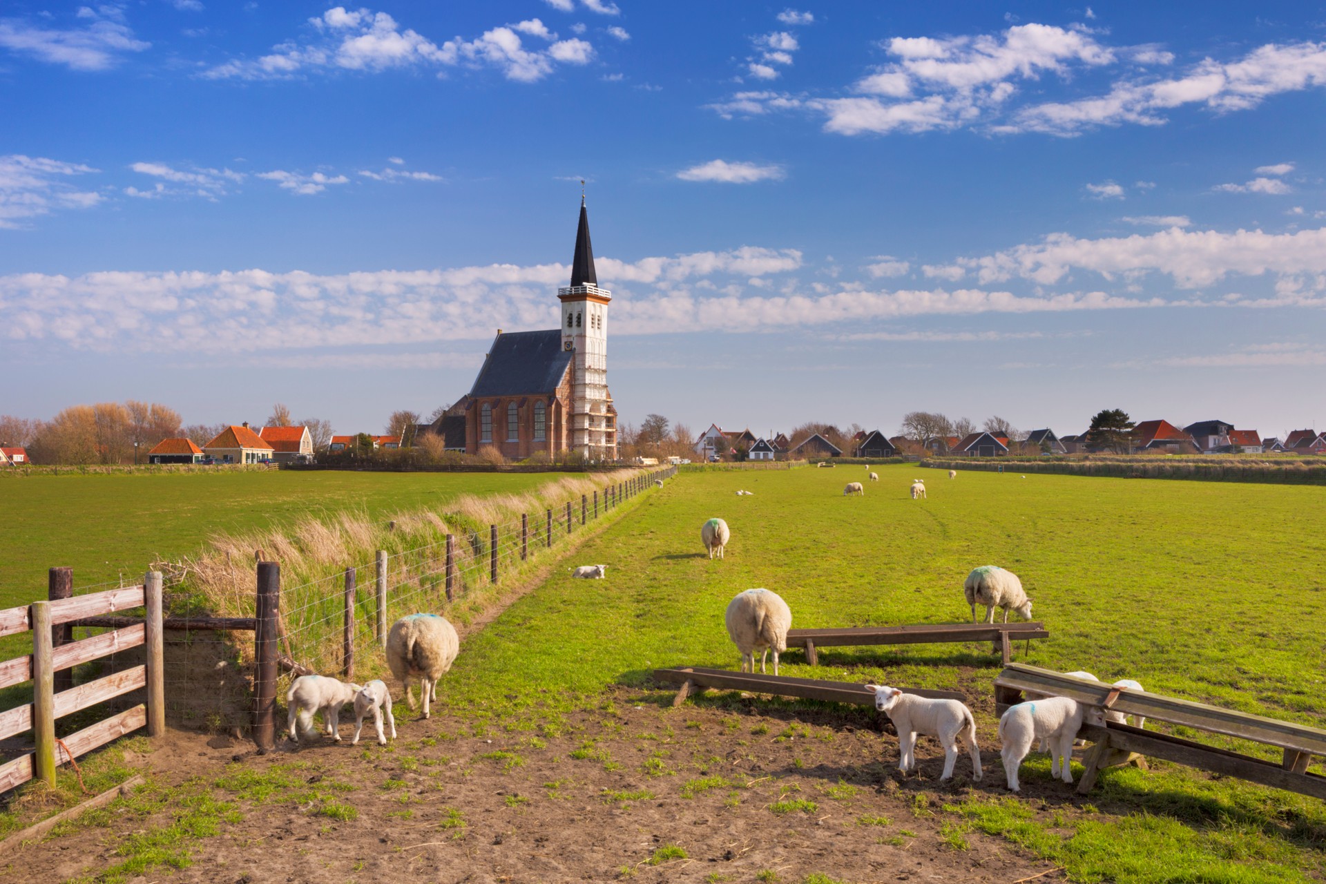 Texel kerk en schapen